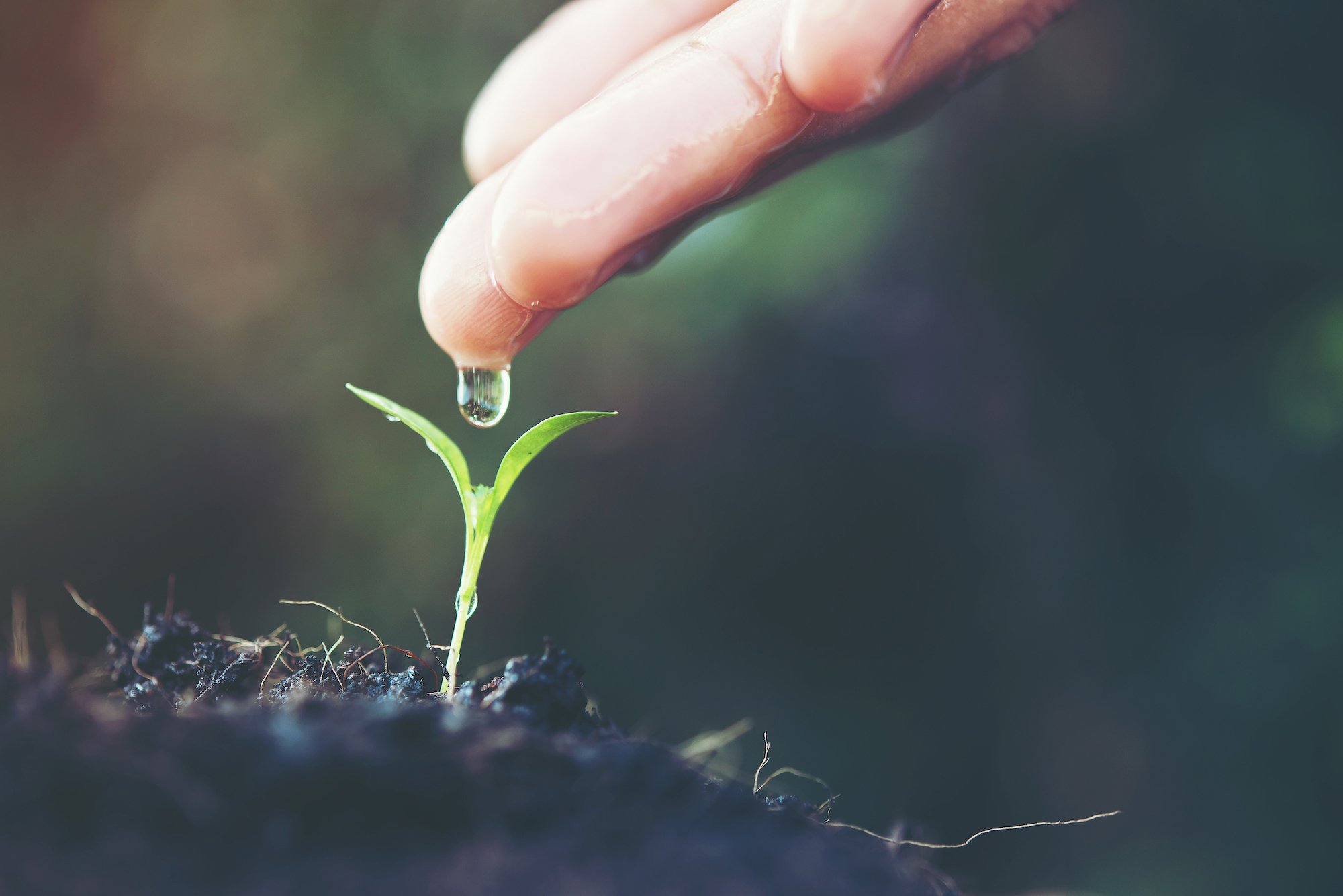 asx-flc-close up woman hand watering a green young plant