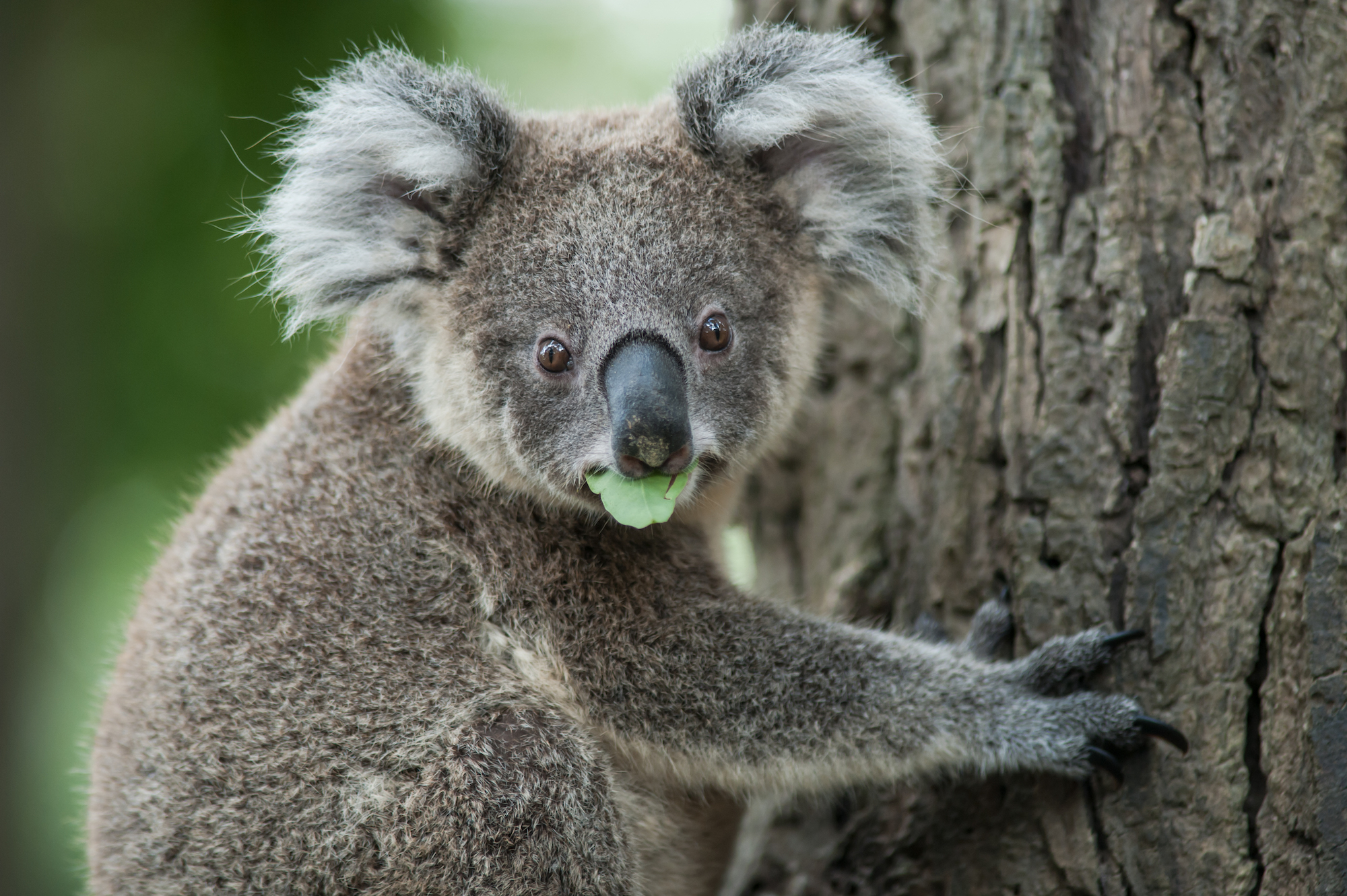 Australiian-dollar-AUDUSD-AUD-aussie dollar